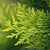 Tab image