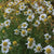 Tab image
